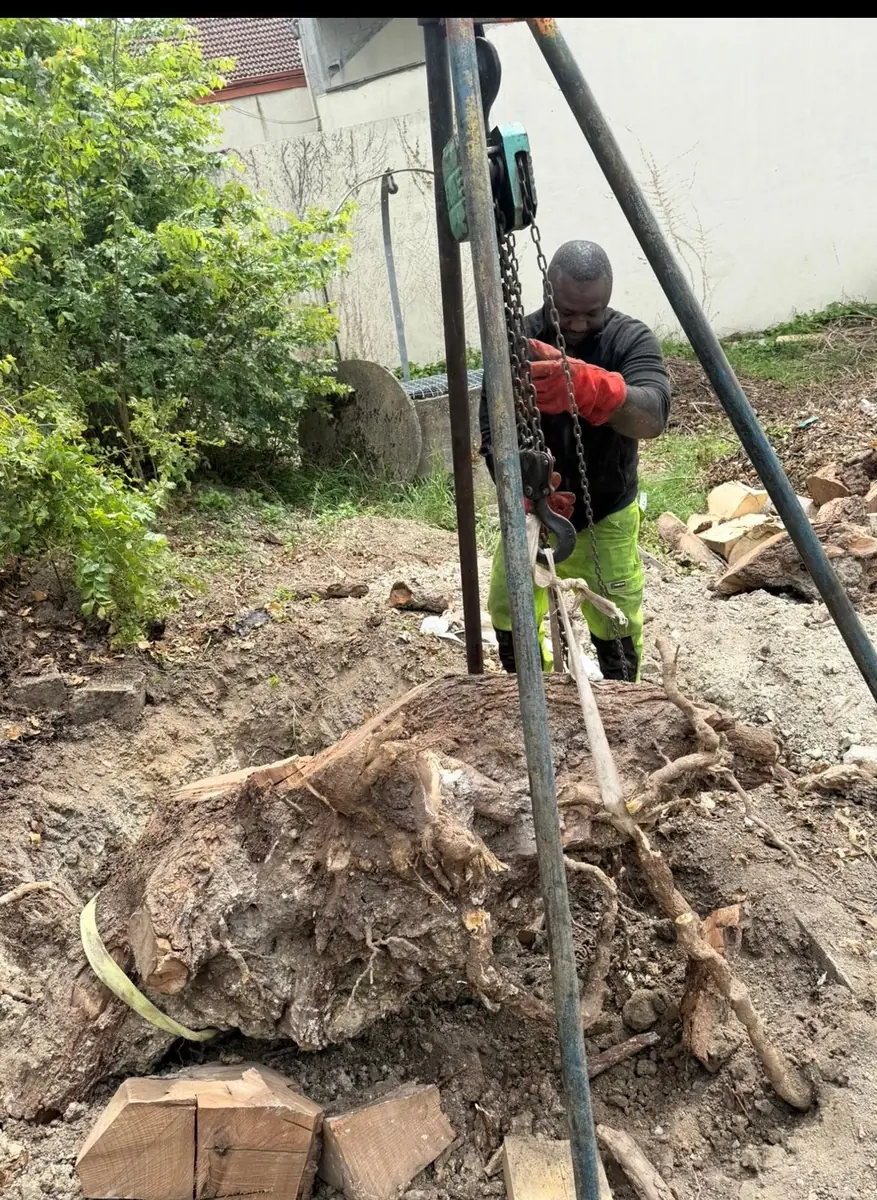 Extraction d’une souche d’arbre au trépied et palan en Île-de-France