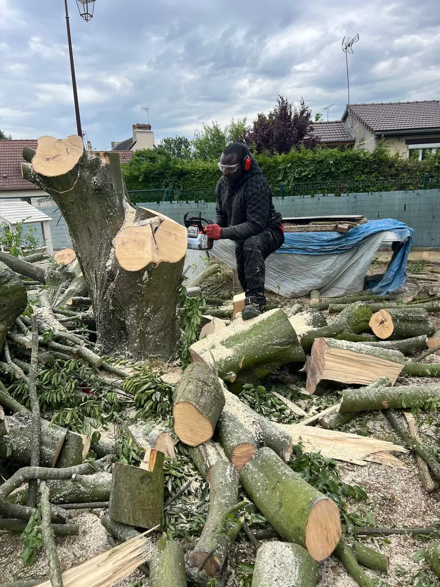 Abattage d’arbres et tronçonnage sécurisé par SPEEDBINTOUDIABY en Île-de-France
