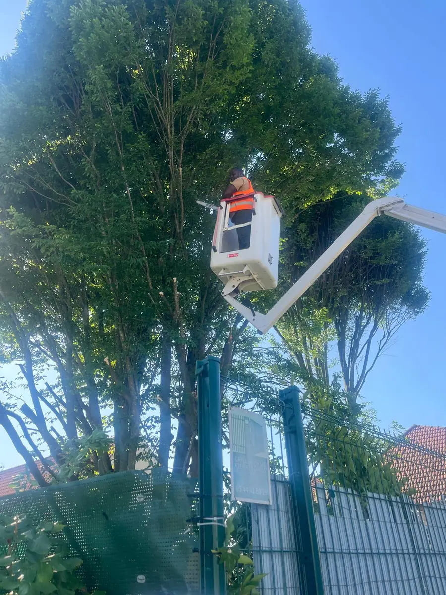 Taille douce et éclaircissage d’un arbre d’ornement dans un jardin résidentiel en Île-de-France