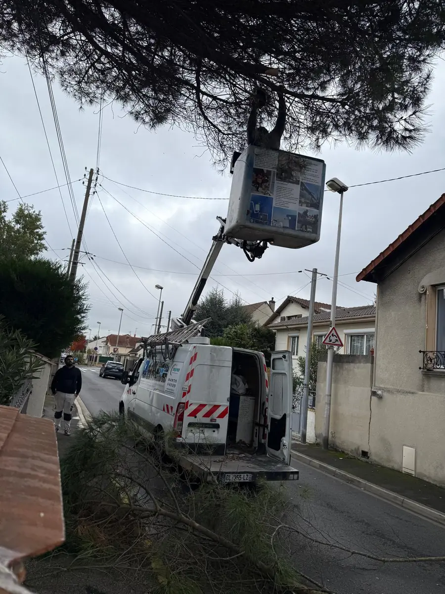 Intervention en nacelle sur un pin en bord de rue pour dégager la voirie en Île-de-France